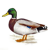 visual_ente